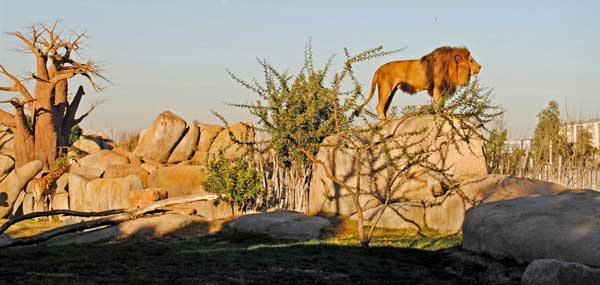 Bioparc de Valencia