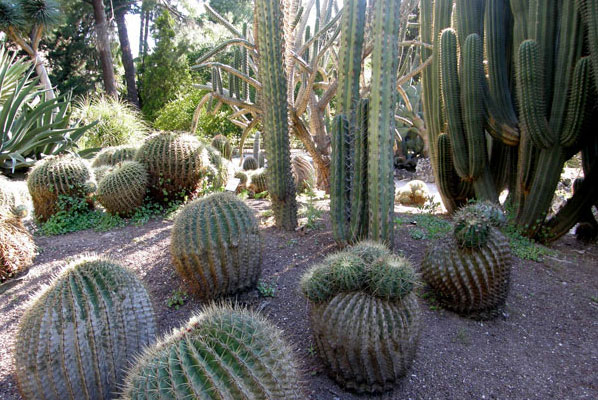 Jardin botanique les cactus